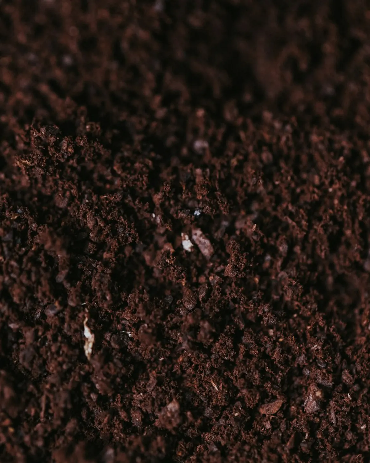 Soil samples in trays on a lab bench, no people, no labels