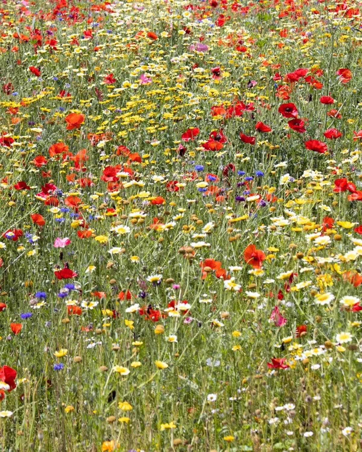 Field margin with wildflowers, no people