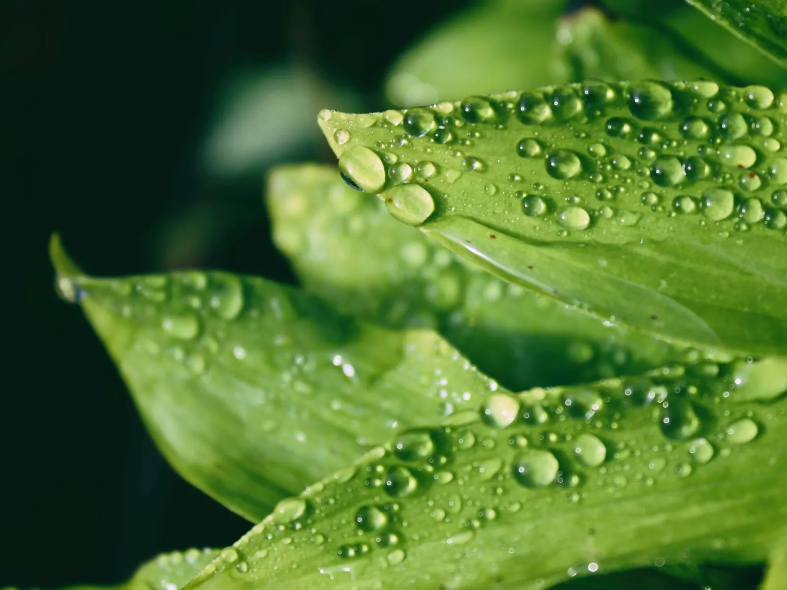 Close view of a crop leaf with morning dew, no people
