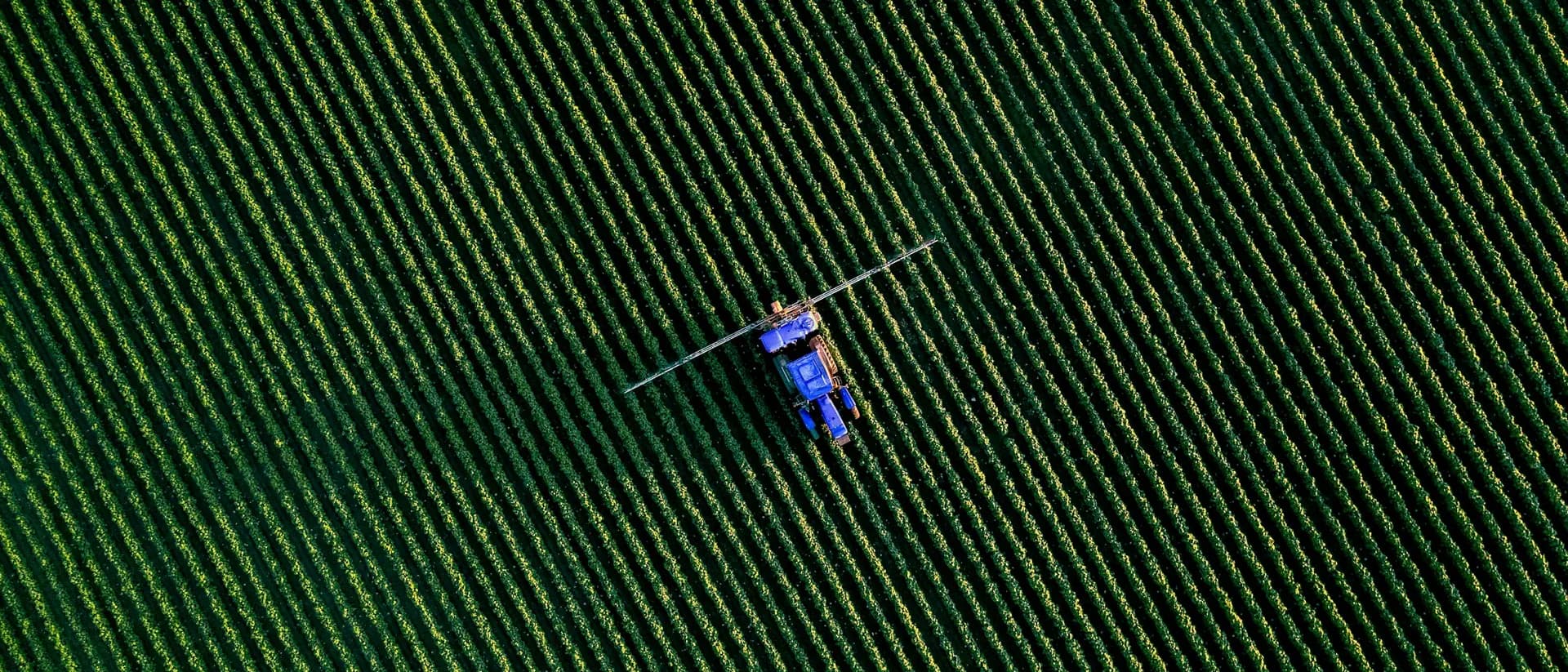 Agricultural drone above crop rows at low height, no people, no logos