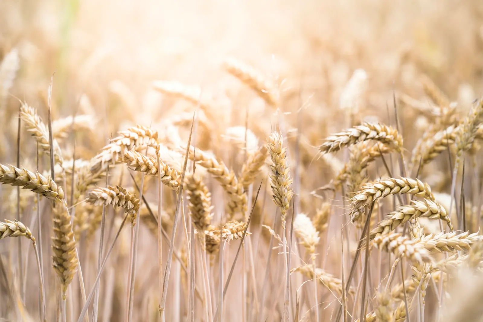 Ripe wheat field close view, no people