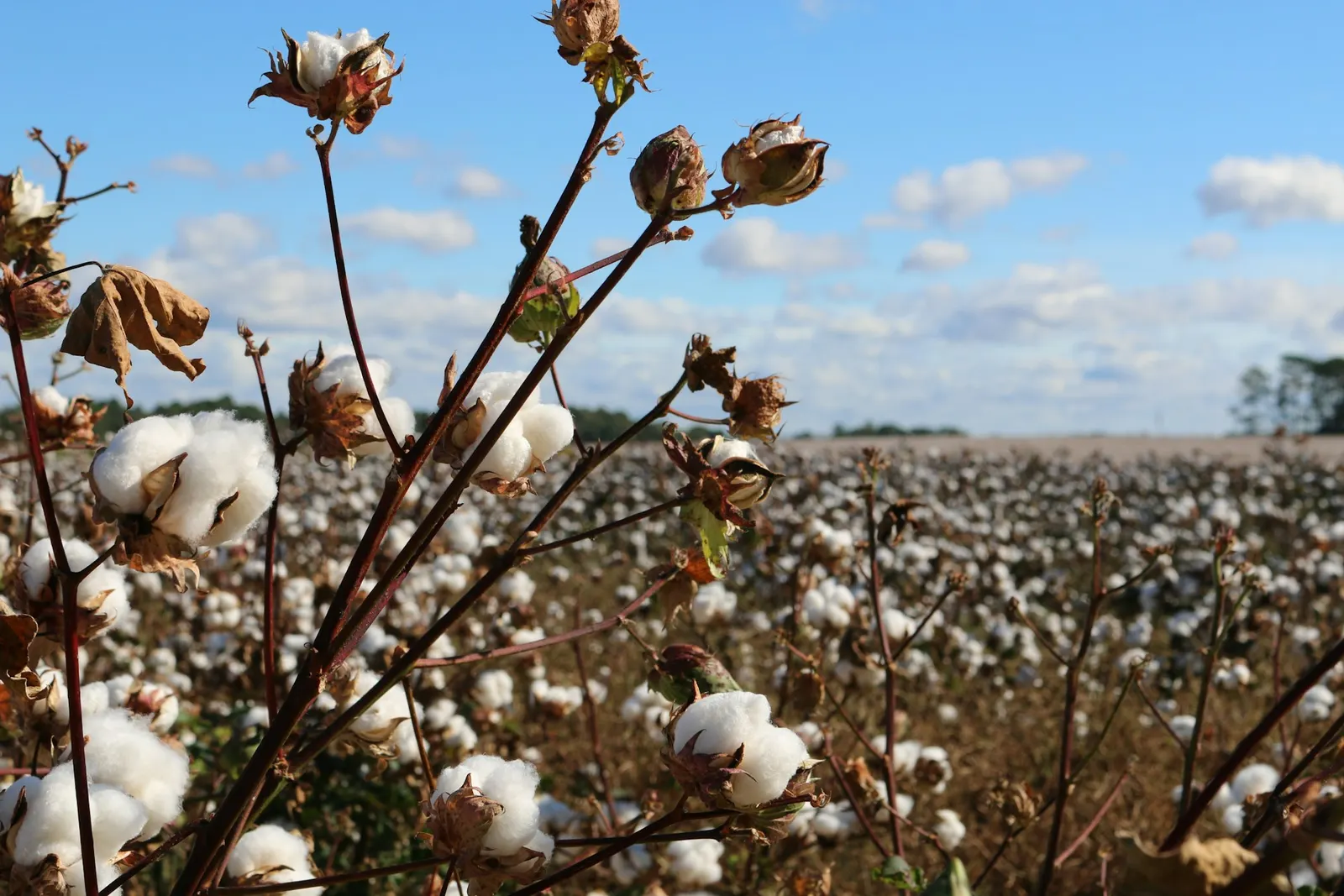 Open cotton bolls in a field, no people