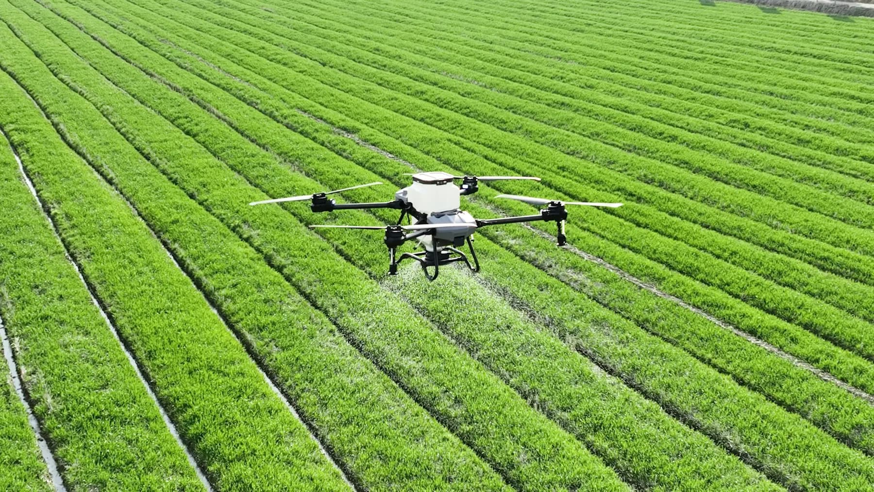 A spraying drone flies low over rows of a green crop