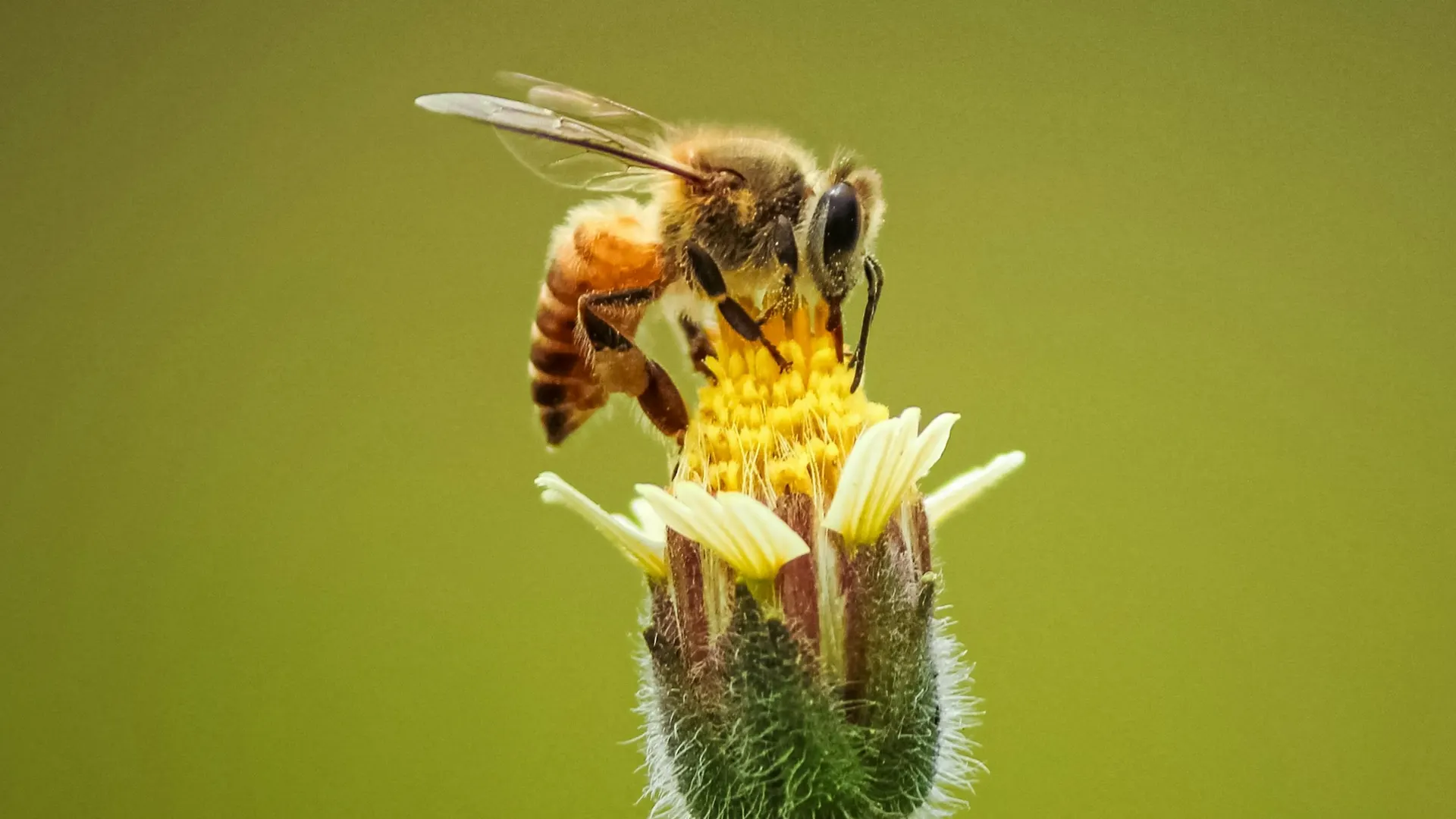 Bees on wildflowers at a field margin