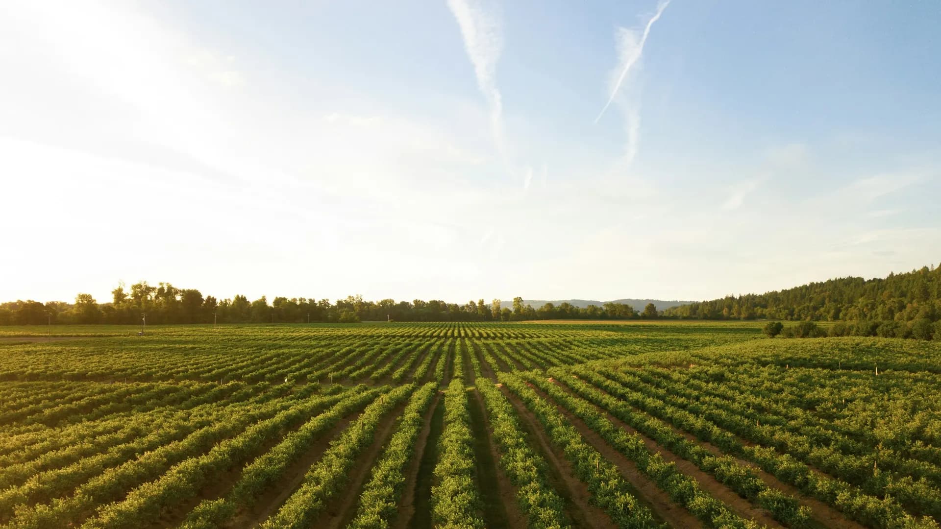 Uneven crop growth seen from a field gate, no people