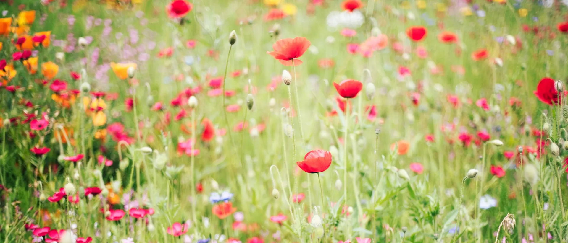 Field margin with wildflowers beside a crop, no people
