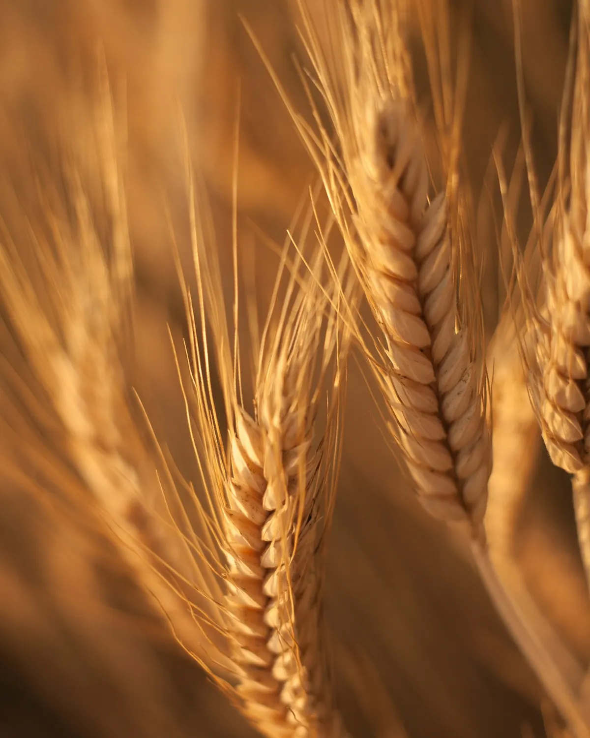 Wheat ears close view, no people