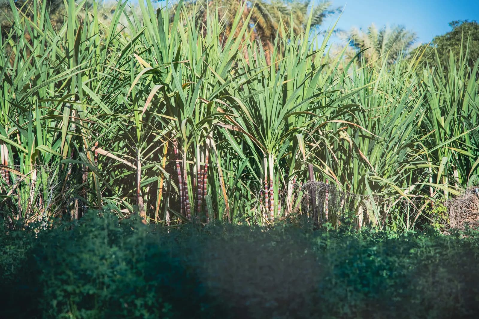 Tall sugarcane rows, no people