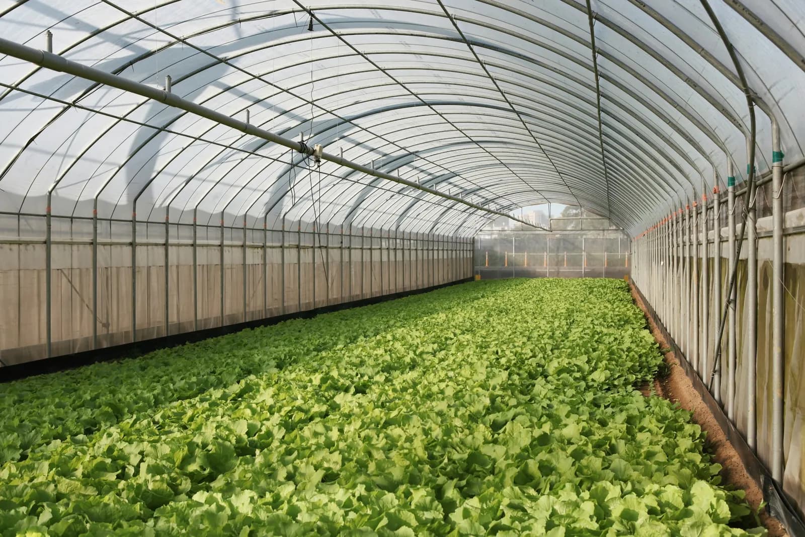 Vegetable rows inside a greenhouse, no people